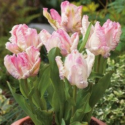 Тюльпан Weber's Parrot (x5) ,размер 10/11